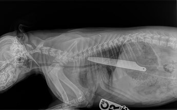 pdsa-puppy-knife