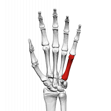 fifth_metacarpal