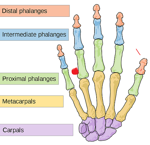 1200px-Scheme_human_hand_bones-en.svg