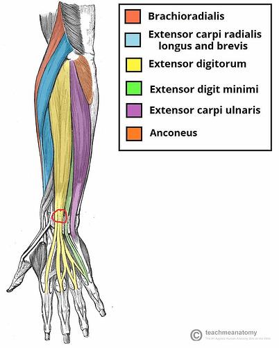 Muscles-in-the-Superficial-Layer-of-the-Posterior-Forearm