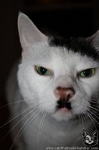 kitler5249