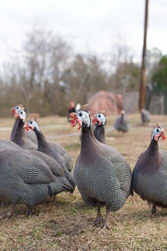 guineas-683x1024
