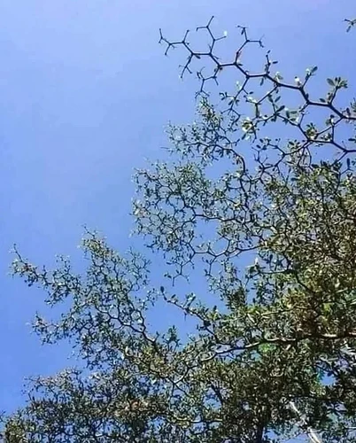 RDT_20241230_192300954714265593178202