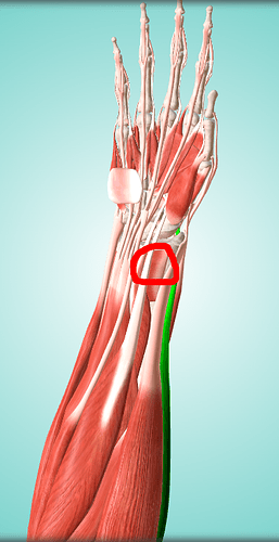 posterior_forearm_muscles_drawing