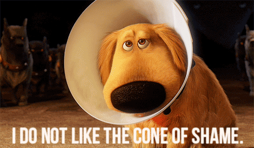 giphy (4)