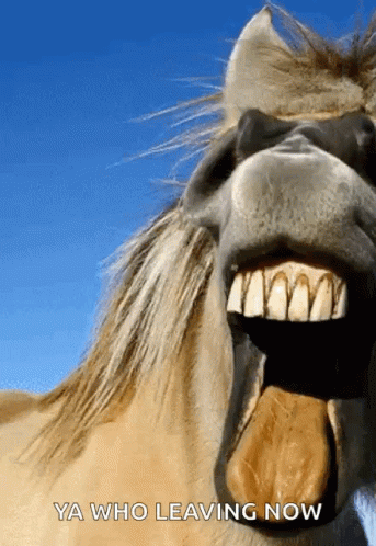 horse-horse-smile